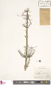 Equisetum giganteum image