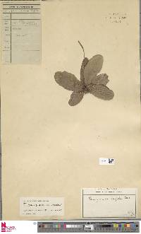 Tectaria hilocarpa image