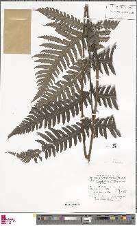 Pteridrys microthecia image