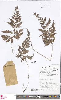 Image of Polystichum dissimulans