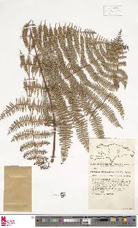 Image of Pteridium arachnoideum