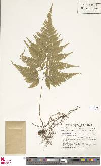 Parapolystichum effusum subsp. effusum image