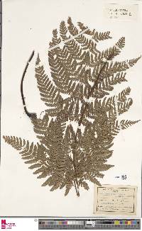 Dryopteris erythrosora image