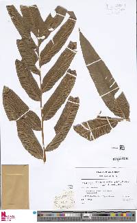 Desmophlebium lechleri image