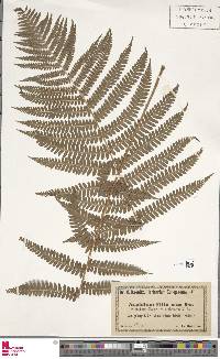 Dryopteris filix-mas subsp. filix-mas image