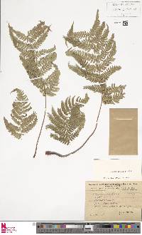 Dryopteris pallida image