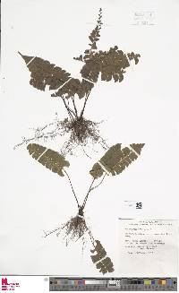 Lindsaea lancea image