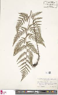 Dryopteris setosa image