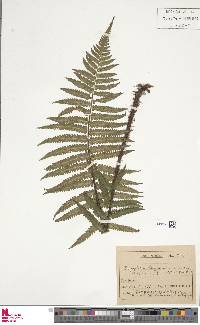 Image of Dryopteris hangchowensis