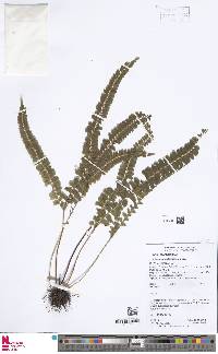 Lindsaea portoricensis image