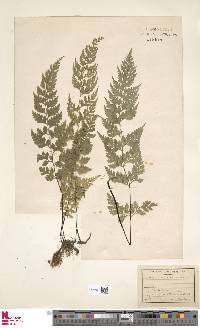 Dennstaedtia wilfordii image