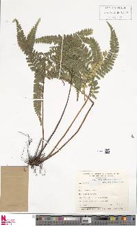 Lindsaea quadrangularis subsp. antillensis image