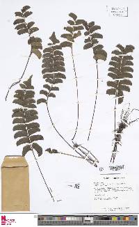 Lindsaea falcata image