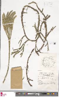 Lycopodiella geometra image