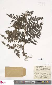 Eupodium kaulfussii image