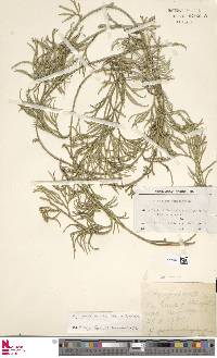 Diphasiastrum thyoides image