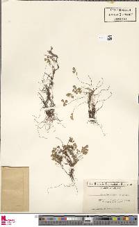 Marsilea aegyptiaca image