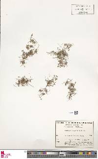 Marsilea angustifolia image