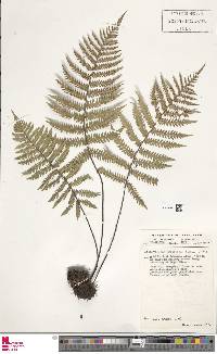 Arthropteris orientalis image