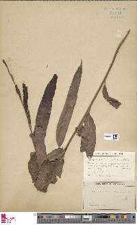 Acrostichum speciosum image