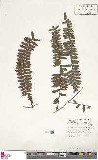 Arthropteris palisotii image