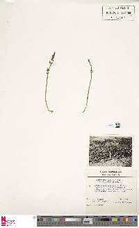 Botrychium matricariifolium image