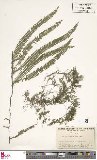 Arthropteris beckleri image