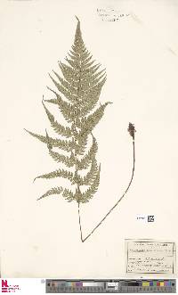 Polystichum luctuosum image