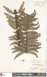 Polystichum polyblepharum image