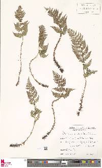 Polystichum neozelandicum image