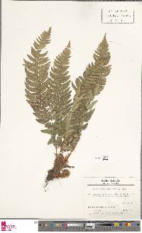 Polystichum aculeatum image