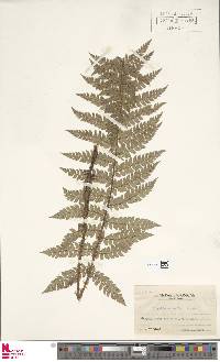 Polystichum makinoi image