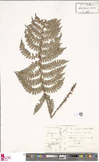 Polystichum pseudomakinoi image