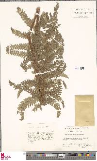 Polystichum polyblepharum image