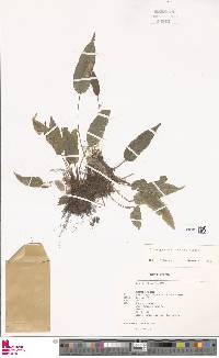 Image of Elaphoglossum caroliae