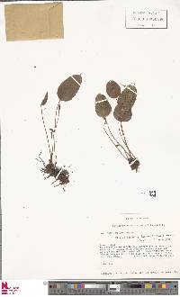 Elaphoglossum lindenii image