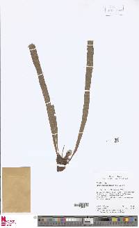 Elaphoglossum palorense image