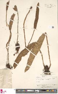 Elaphoglossum corderoanum image