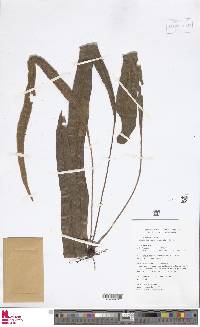 Elaphoglossum laminarioides image