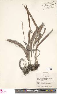 Elaphoglossum tectum image