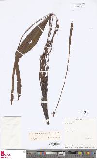 Elaphoglossum huacsaro image