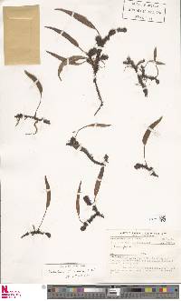 Elaphoglossum unduaviense image