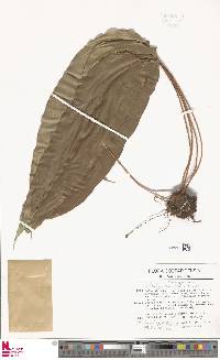 Elaphoglossum setigerum image