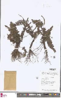 Trichomanes trollii image