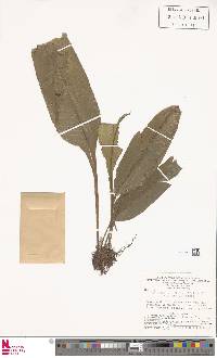 Campyloneurum brevifolium image