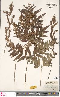 Osmunda japonica image