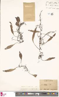 Lemmaphyllum diversum image