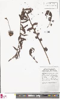Lecanopteris sarcopus image