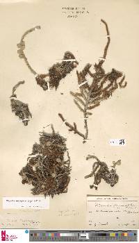 Microgramma vaccinifolia image