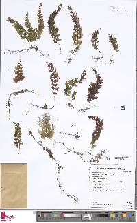 Hymenophyllum protrusum image